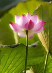 莲花 荷花