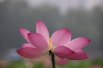 莲花 荷花