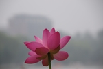 莲花 荷花