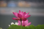 莲花 荷花