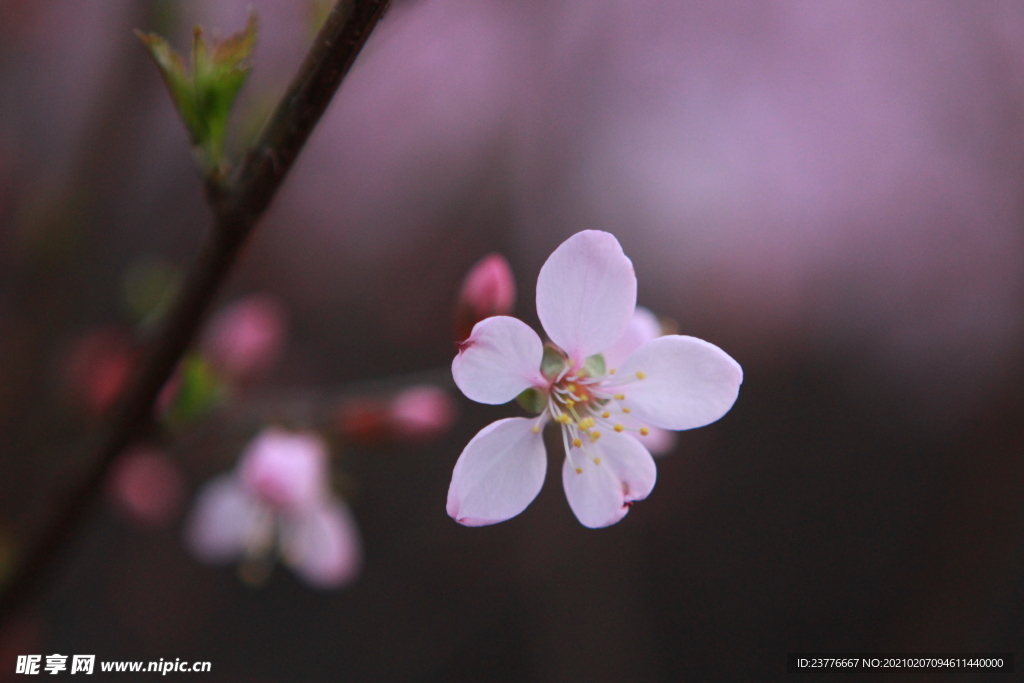 一朵桃花