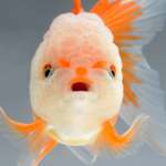 鱼