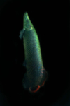 鱼