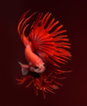 鱼