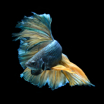 鱼
