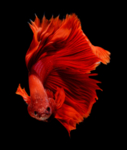 鱼