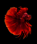 鱼