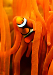 鱼