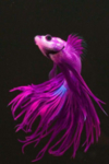 鱼