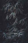 高端背景