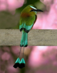 鸟