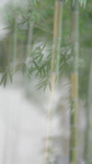 竹子
