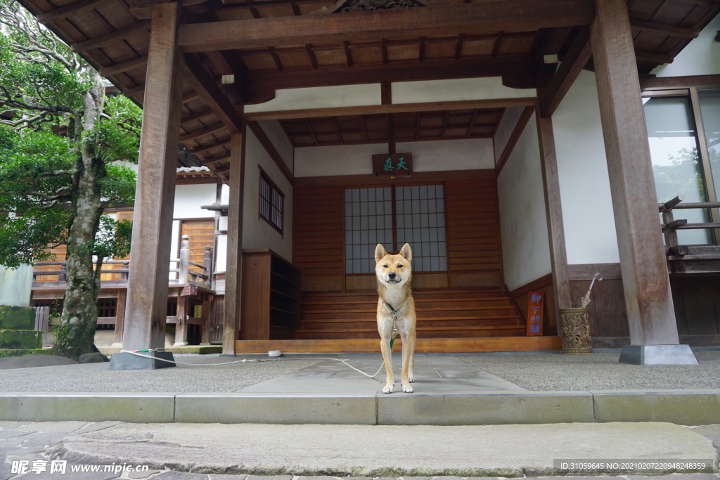 挡关的秋田犬