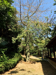 瓶子树