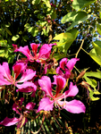 鲜花