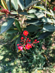 变叶珊瑚花