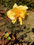 黄色鲜花