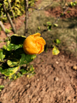 黄色鲜花