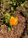 黄色鲜花