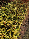 园林植物
