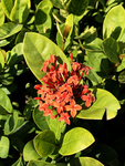 龙船花