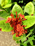 龙船花