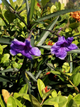 蓝花草