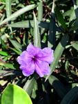 蓝花草