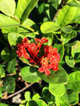 龙船花