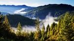 山