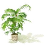 夏威夷椰子