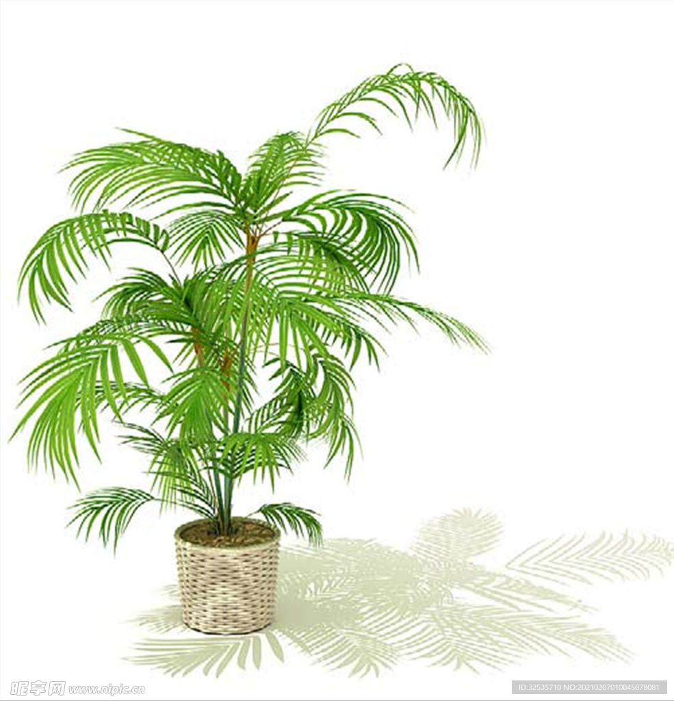 夏威夷椰子