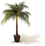 袖珍椰子树