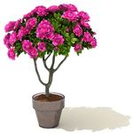 杜鹃花