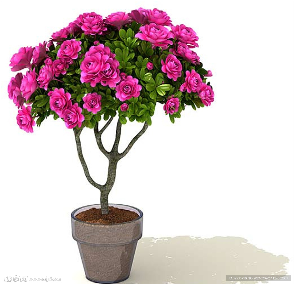 杜鹃花