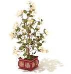 山茶花