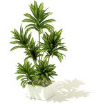 密叶竹蕉