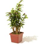山茶花