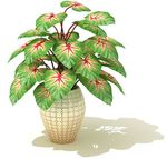 五彩芋