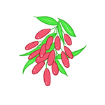 枸杞