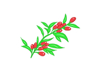 枸杞
