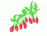 枸杞