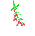 枸杞