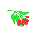 枸杞
