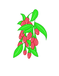 枸杞