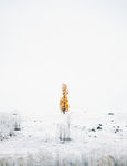 大雪