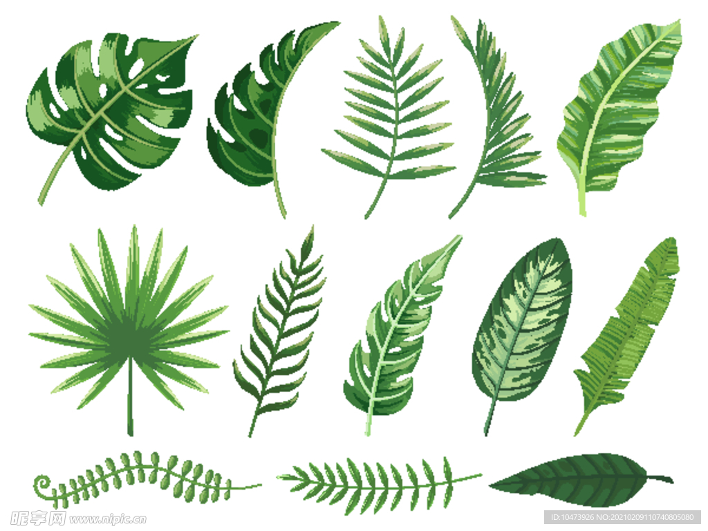 热带树植物叶子