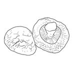 香菇