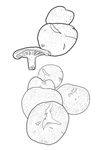香菇
