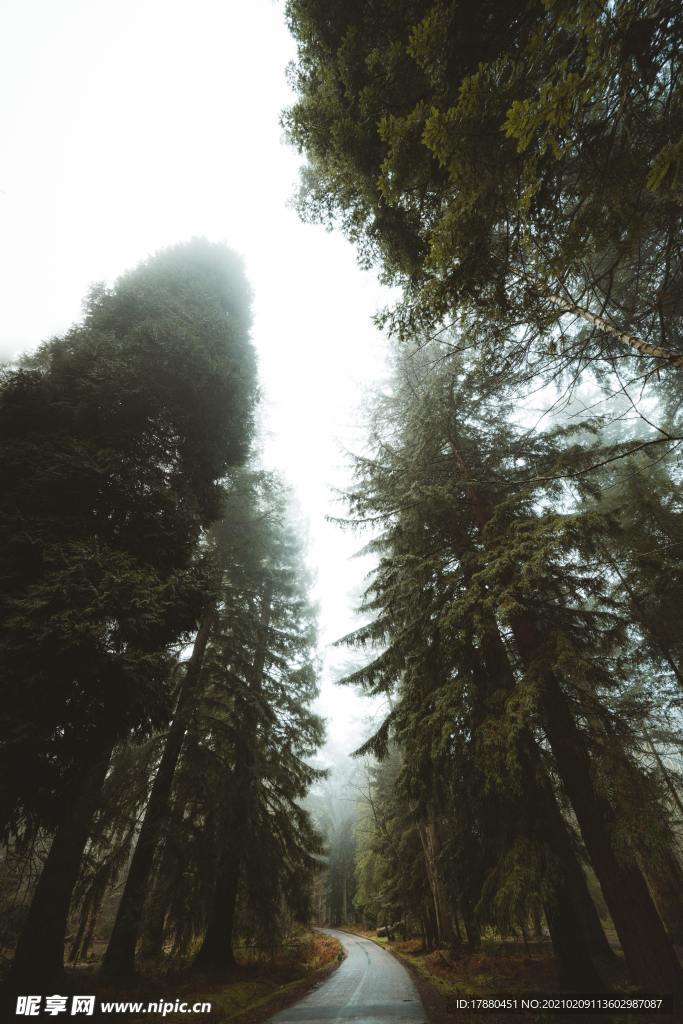 丛林